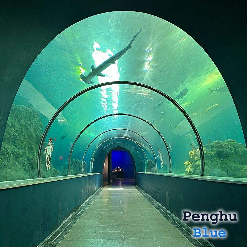 海底トンネルを泳ぐシュモクザメ