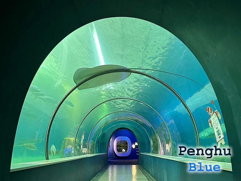 海底トンネルで大きなエイを下から眺める