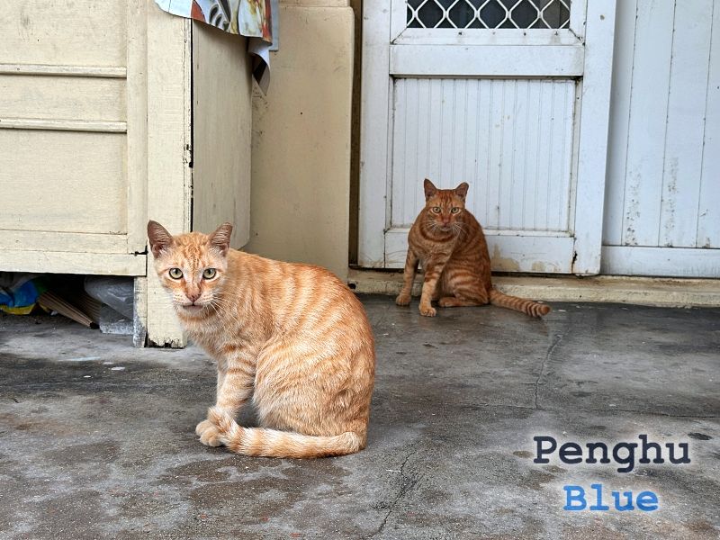 民家の軒先にいた猫